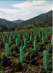 Terreno en proceso de restauración ambiental